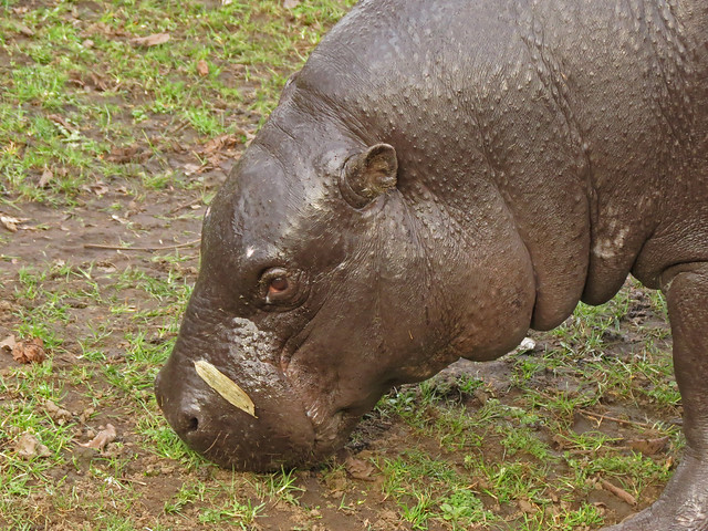 Pygmy Hippopotamus, Edinburgh Zoo
