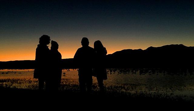 Watching the night roost of Sandhill Cranes in a pond.  Bosque del Apache National Wildlife Refuge, New Mexico, USA.
