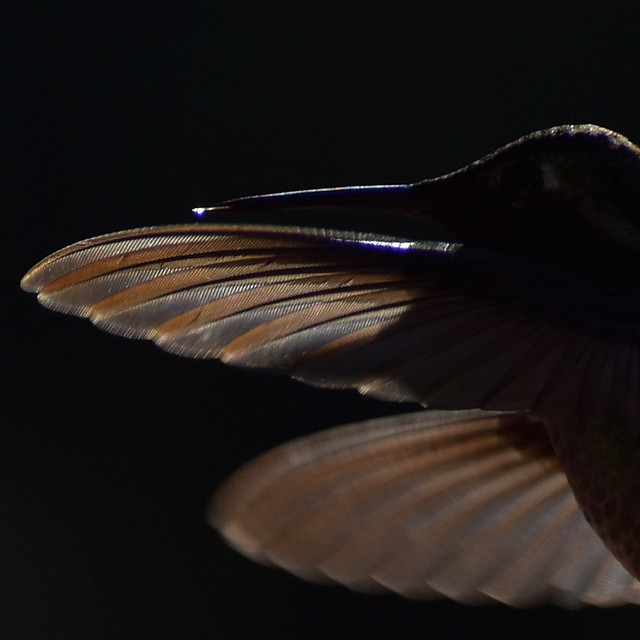 Male Anna’s Hummingbird Profile Silhouette In Flight in Ramona, California on January 4, 2020