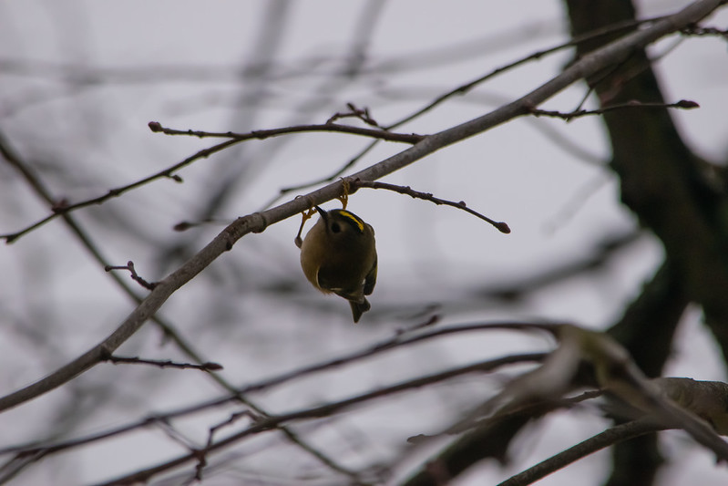 Goldcrest hunting