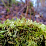 Unterföhring - Moss
