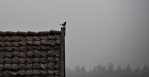 germany thuringia village bürden snow roof bird mist magpie elster