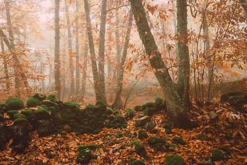 eduardoestellez extremadura montanchez wall corral landscape nature fall forest fog autumn tree season foliage leaf chestnut foggy misty natural green hazy plant mystery nobody wood mountain yellow background light path beautiful gloomytrees atmosphere autumnmood golden colorful fallfoliage fallcolor orange sunlight leaves rain woods evening branch ecosystem outdoor autumnal chestnuttree