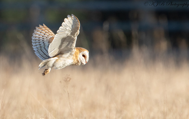 Barn Owl(Flight)