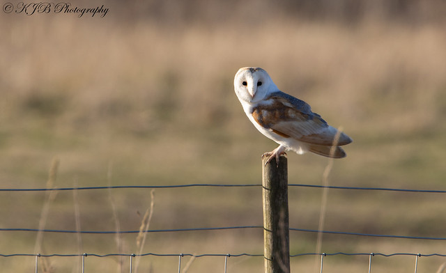 Barn Owl(Posted)