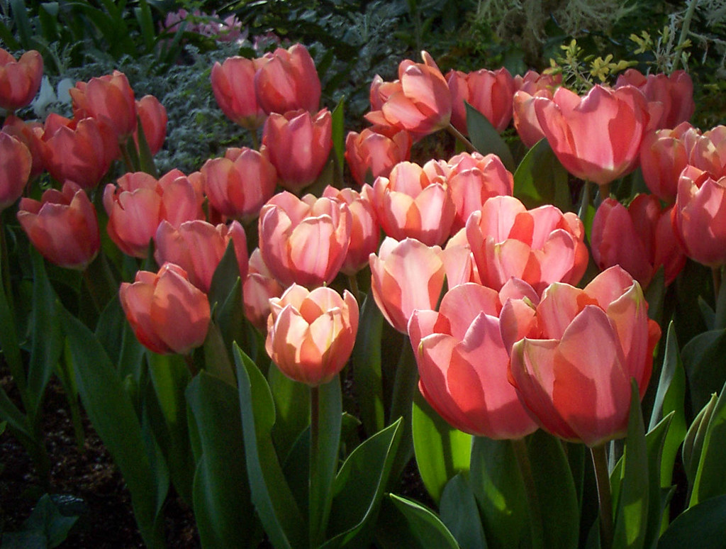 Tulips at Allan Gardens