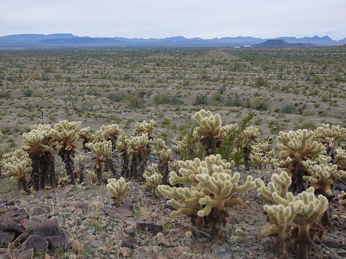2019 vacation blog ratsofrass travel cacti
