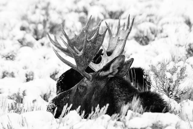 Bull Moose, Antelope Flats, Grand Teton National Park. December, 2019.