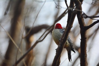 Red-bellied woodpecker male