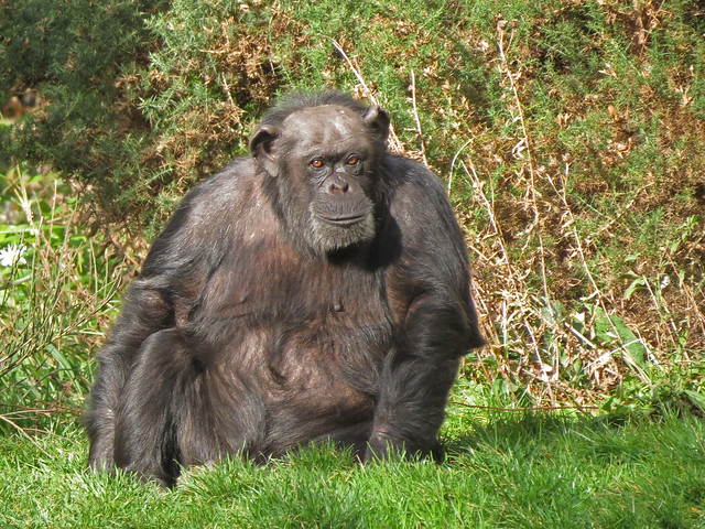 Chimpanzee, Edinburgh Zoo