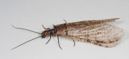 insect megaloptera corydalidae neohermes neohermesangusticollis greyfishfly northcarolina piedmont canonefs60mmf28macrousm inaturalist