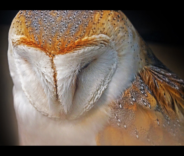 Eurasian Barn Owl (tyto alba) 'Explored'
