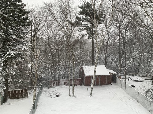 Snowy Backyard