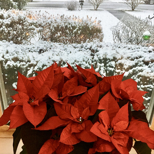baltimore maryland home plants poinsettias vibrant viewbeyond snow windows iphone hww