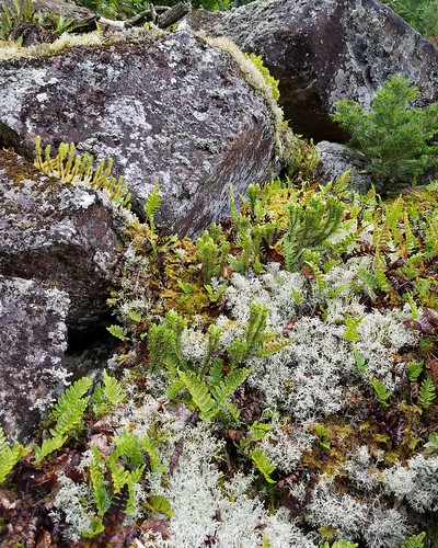 huperziaselago clubmoss nativeplant nature talusslope rocks minnesota