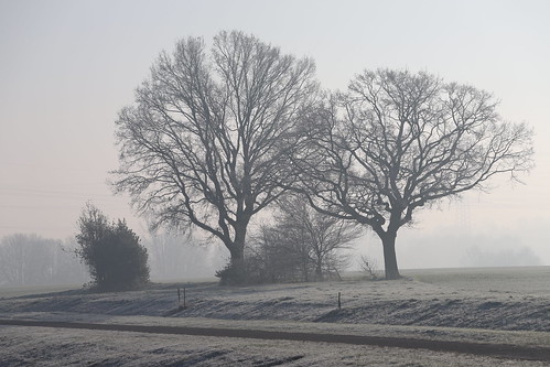 trees bäume fog foggy nebel neblig kalt frostig frosty frost winter landschaft landscape nature natur countryside emschertal