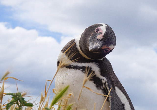 Pingouin ou Manchot de Magellan