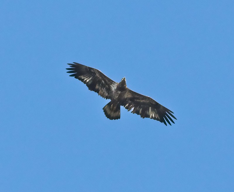 An Immature Bald Eagle soars over Boyd Hill Nature Preserve in St Petersburg Florida