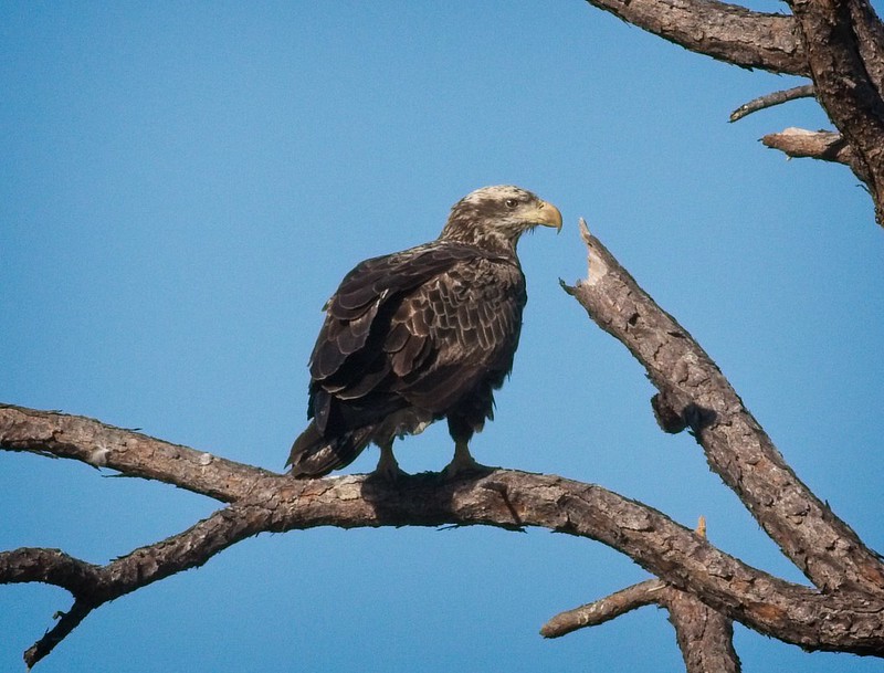 Immature Bald Eagle at Cedar Key Florida
