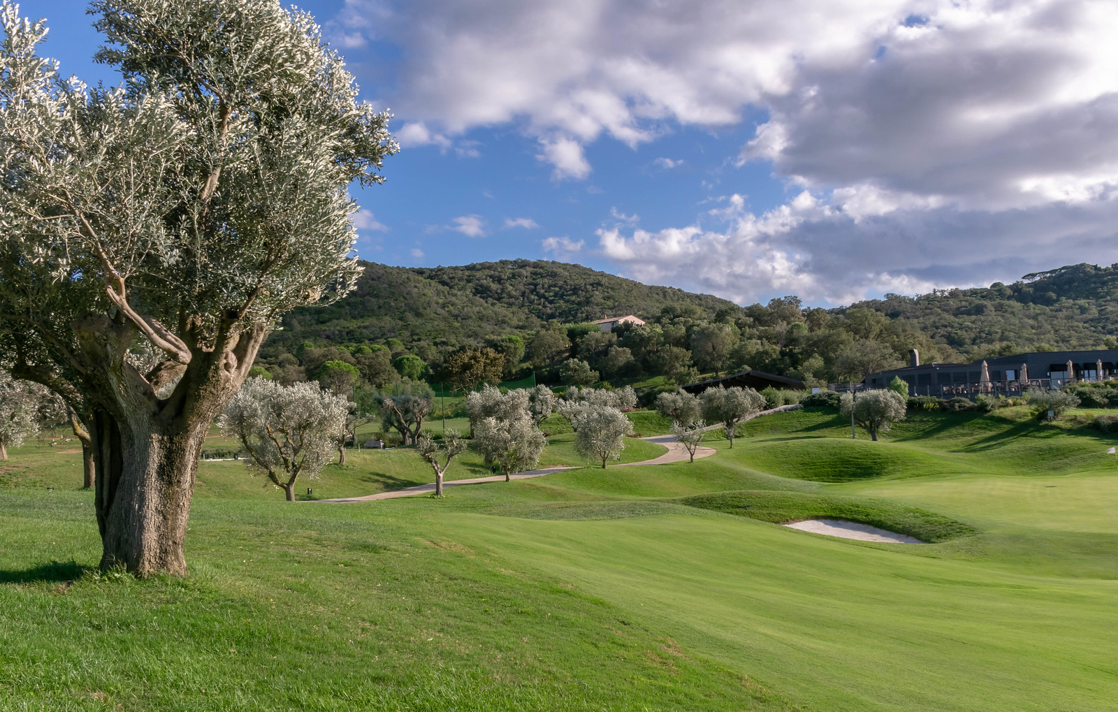 Golf course with olive trees in Tuscany off the beaten path, Monte Argentario, Italy