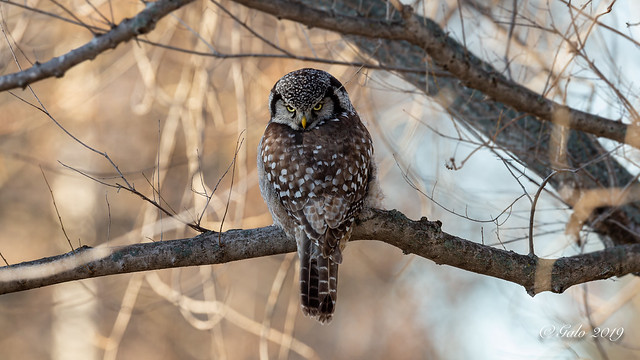 Chouette épervière / Northern Hawk Owl /  Surnia ulula