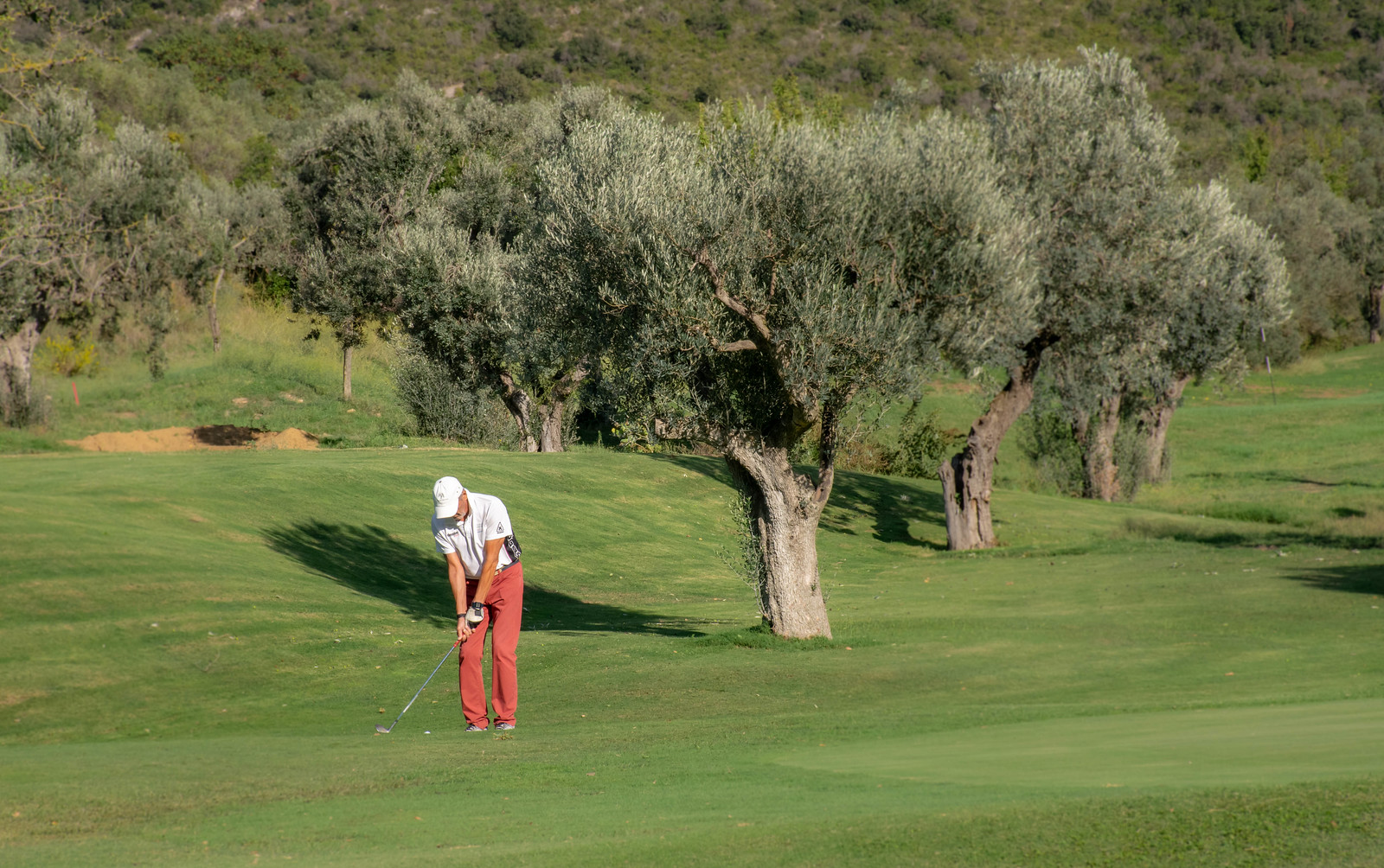 Man play golf with olive trees in the background, Monte Argentario, Tuscany, Italy