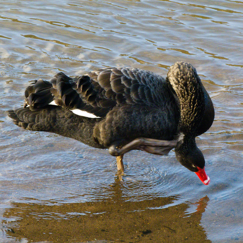 Black swan preening, Bridgnorth
