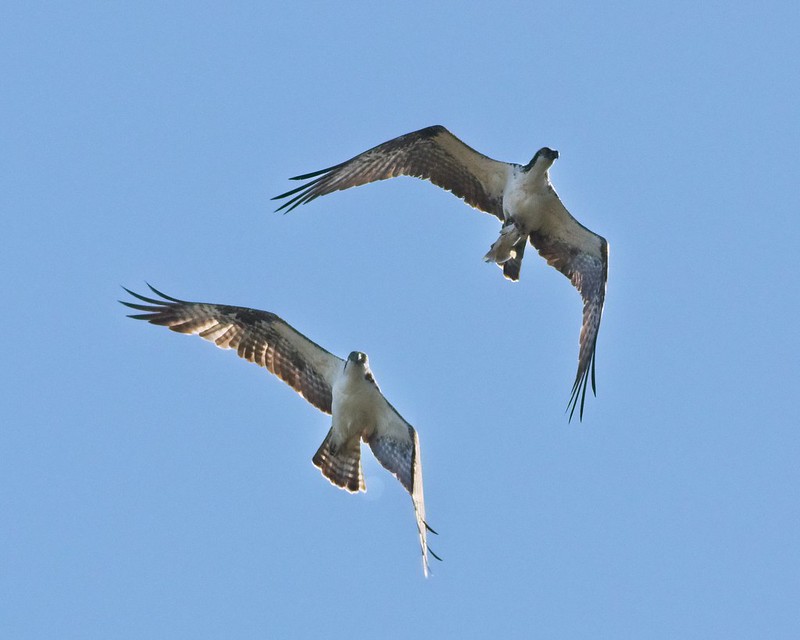 A pair of Ospreys with a monster fish at Cedar Key Florida