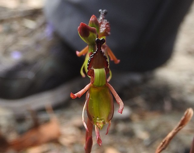 small duck orchid  PMR