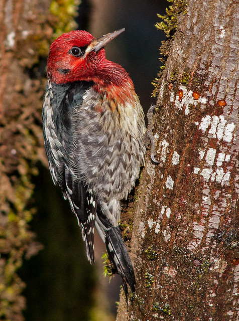 A Red-Breasted Sapsucker