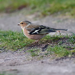 a chaffinch eating