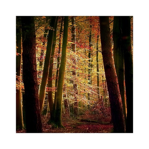 trees wood forest wald landscape nature painting digitalpainting digitalart