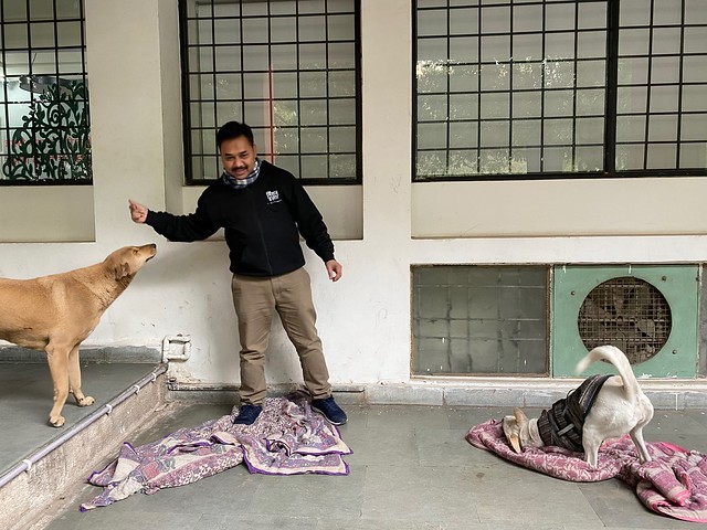 City Life - Two Dogs, Zamrudpur Community Center