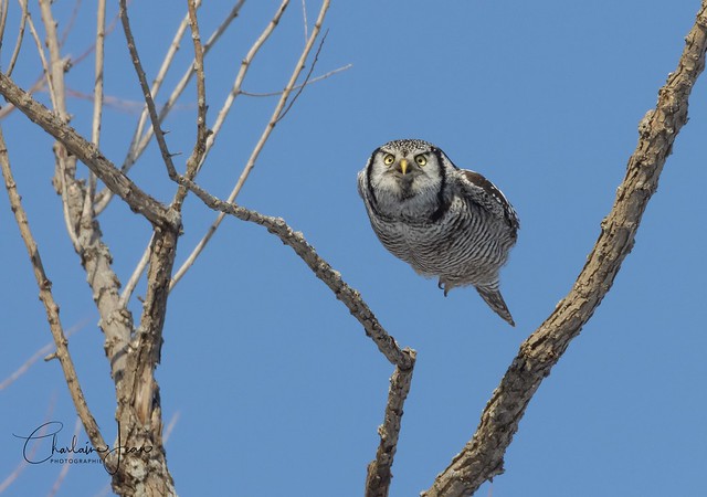 Chouette épervière - Northern Hawk owl