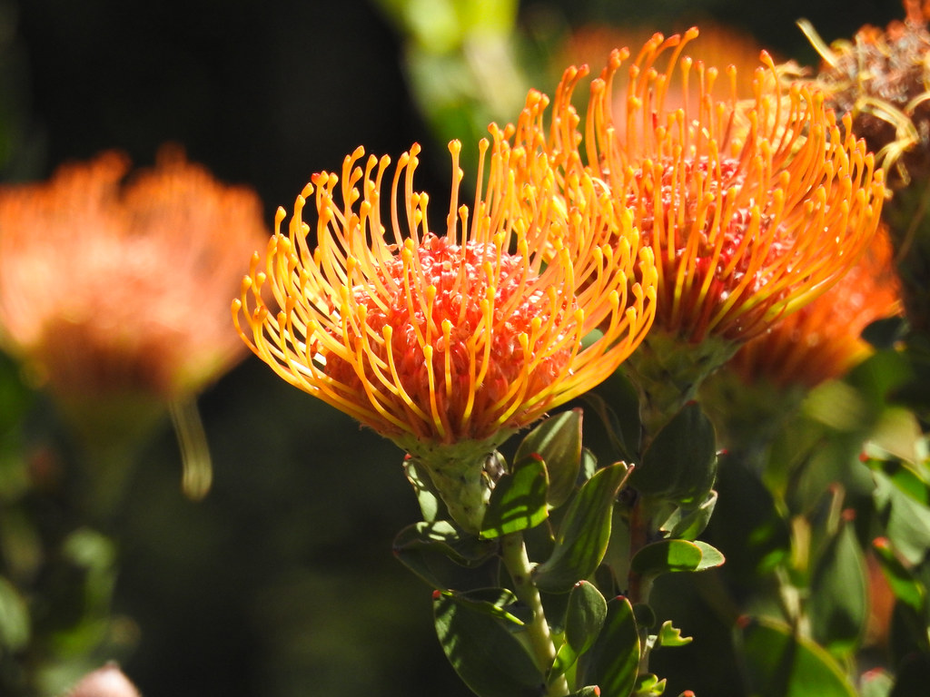 Flowering Protea-6578