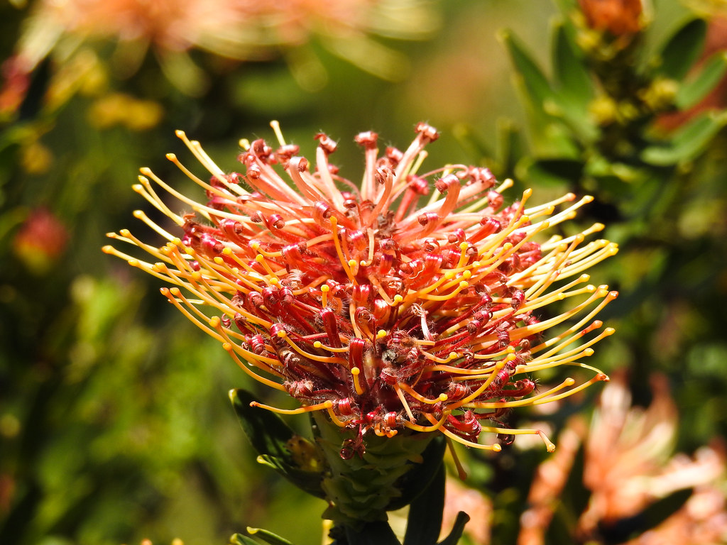 Flowering Protea-6638