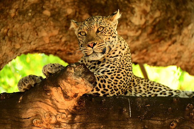 Luipaard Leopard