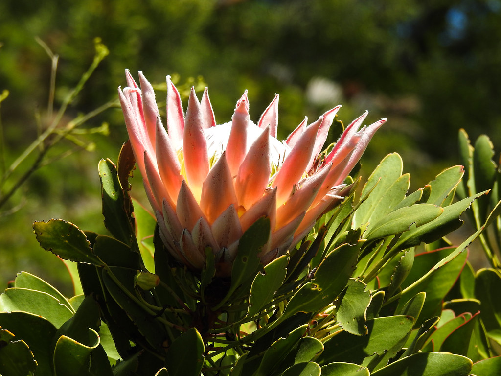 Flowering Protea-6616