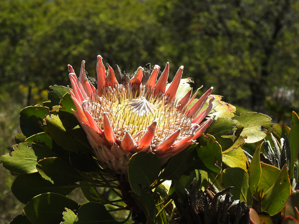 Flowering Protea-6630