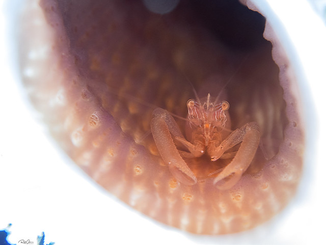 Commensal Sponge Shrimp - Thaumastocaris streptopus