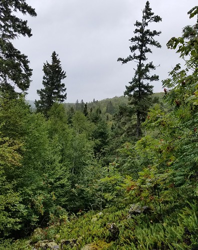 forests nature minnesota blackspruce talusslope ferns trees