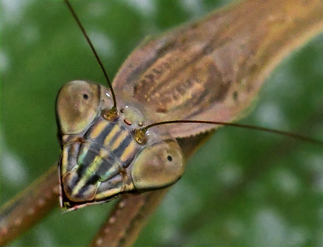 Preying Mantis Looking At You