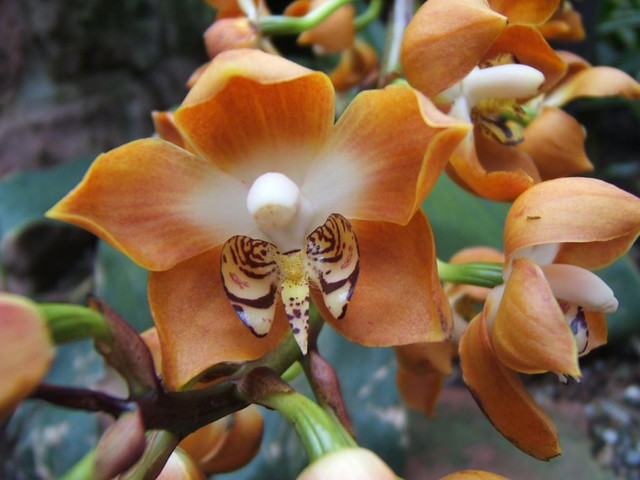 2020-01-10 Orchidee orange