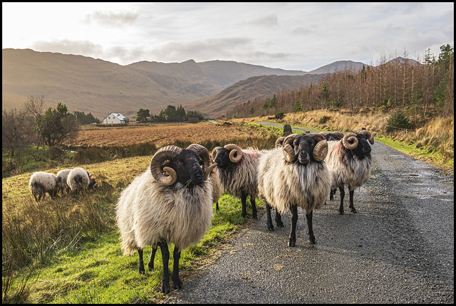 50/52 Sheep near Sheefrey Pass County Mayo