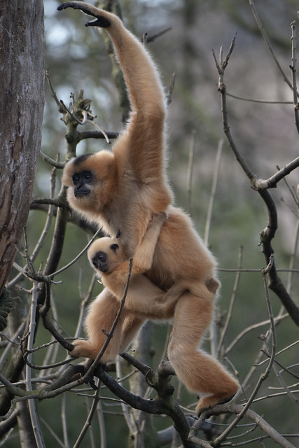 Yellow-cheeked Gibbon & Young