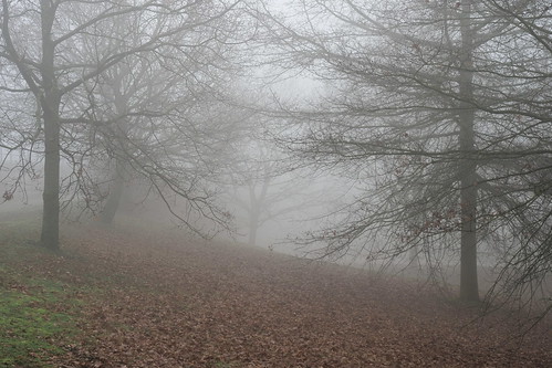 mist eik oak tree winter nature landscape