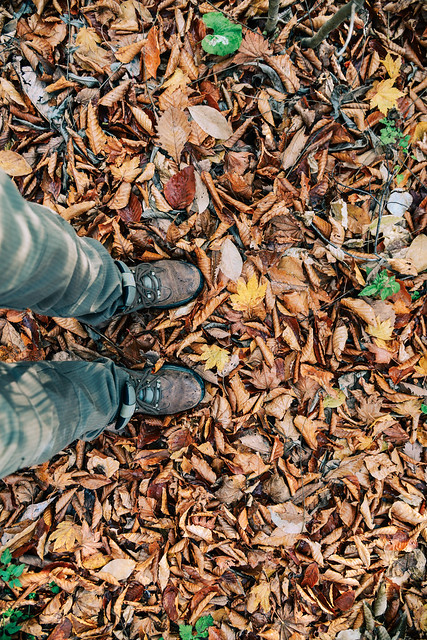 Trekking shoes standing on autumn leaves