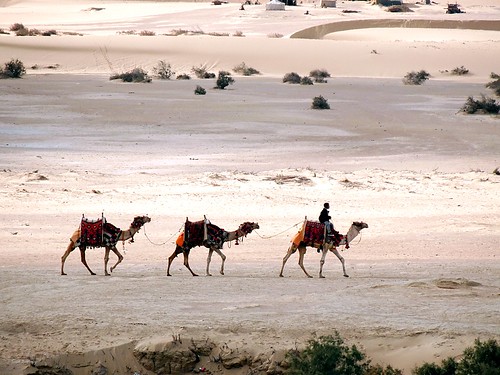 fajum wadi rajan kamele karawane wüste 2019 dezember ägypten egypt public