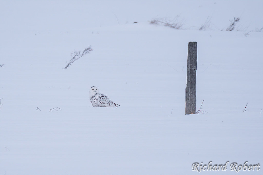 Harfang des neiges / Snowy Owl / 07 janvier 2020 P1005927-V.jpg