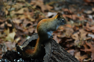 Red or pine squirrel